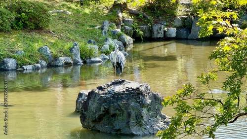 Grey Heron Standing on a Rock in a Peaceful Japanese Garden Pond