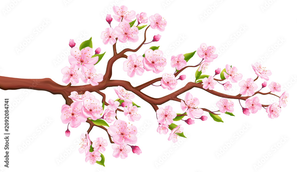 Fototapeta premium Cherry blossom branch with delicate pink sakura flowers, green leaves, and buds isolated vector illustration