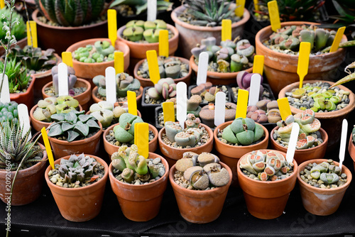 Assorted lithops and conophytum living stone succulents in clay pots on display at a flower market close up