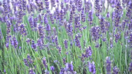A large striped bumblebee collects nectar on lilac lavender flowers in summer as an ecotourism concept