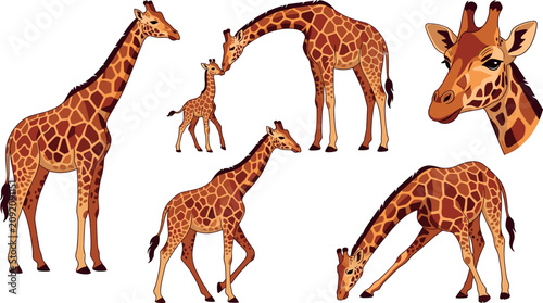 Canvas Print Giraffe Vector Set Featuring Adult and Baby Animals in Various Realistic Poses a