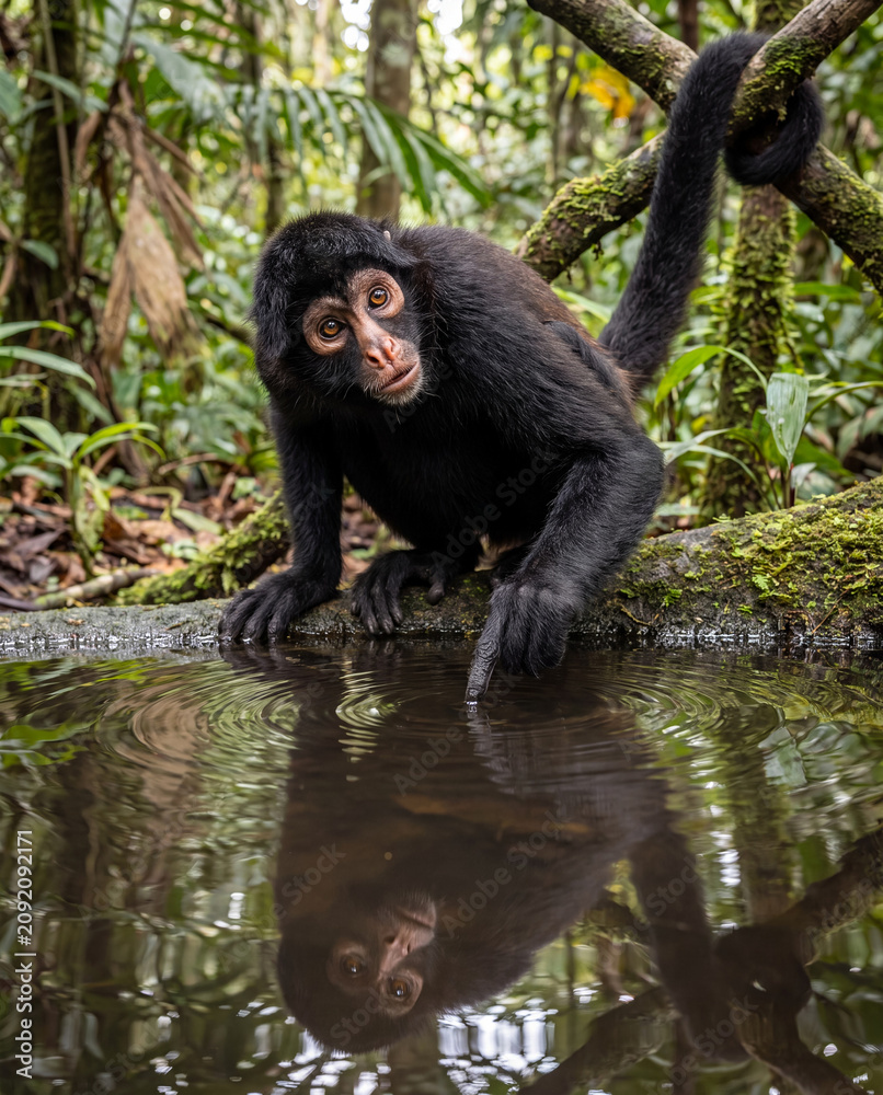 Obraz premium Black spider monkey leaning down from a mossy log to touch the surface of a tranquil jungle pond with its reflection.