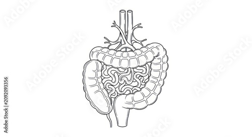 Human Digestive System Anatomy Illustration.