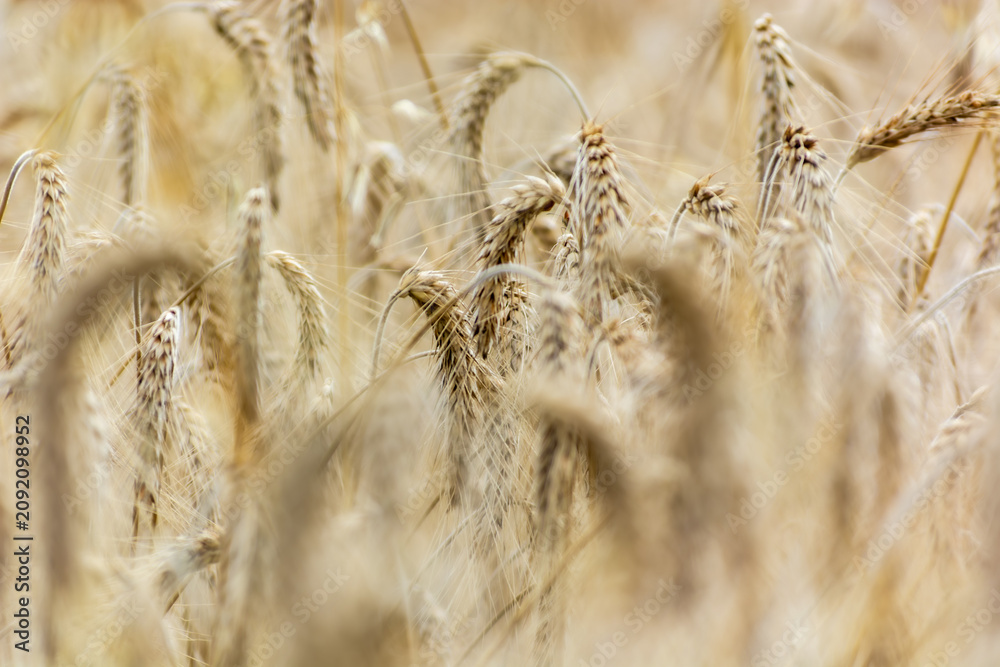 Obraz premium Wheet grains farm in summer field. Harvest seeds, leaves