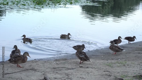 A flock of wild ducks and drakes brushing feathers on the sandy riverbank in the summer in the nature park as an eco-tourism concept during a vacation