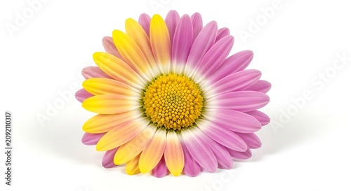 Vibrant Pink and Yellow Gerbera Bloom Resting on White Background