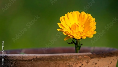 Bright Yellow Flower Blooming in Rustic Clay Pot Against Soft Green Background
