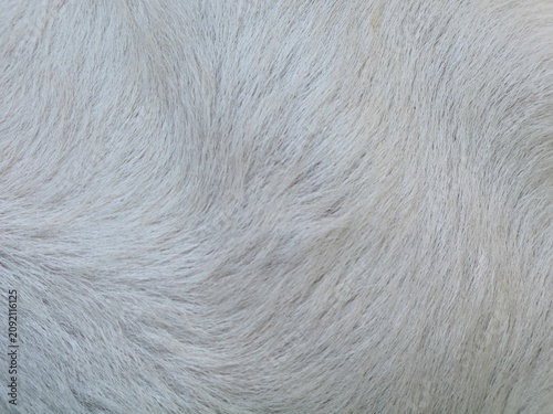 Obraz na plátně Soft white sheep fur texture