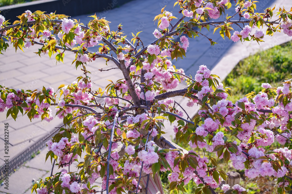 Obraz premium small ornamental Japanese cherry tree covered with abundant pink double blossoms brightens an urban landscape during spring