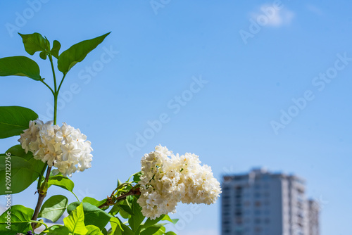 Obraz na plátne Clusters of fragrant white lilac blossoms stand out against a bright blue sky wi