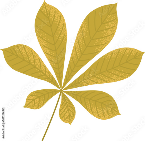 Photography Dry autumn chestnut leaf isolated on white background