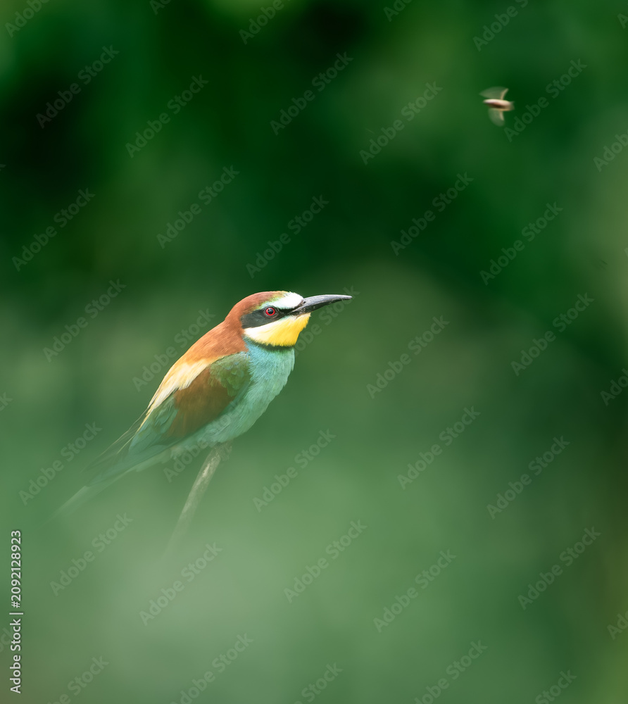 Fototapeta premium bee-eater portrait