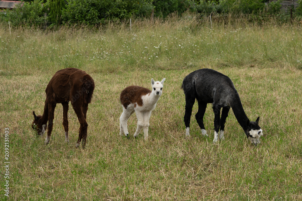 Fototapeta premium alpaka tier natur lama familie