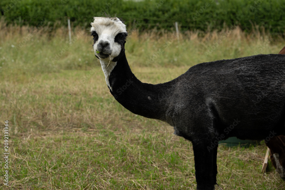 Fototapeta premium alpaka tier natur lama