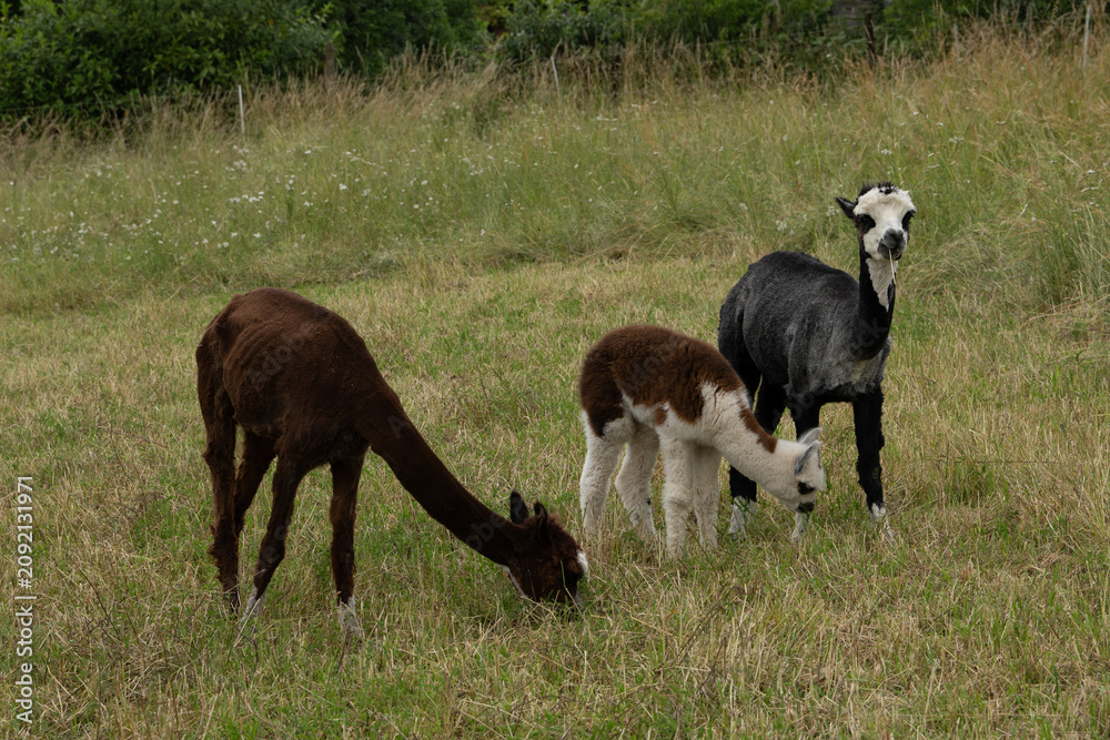 Fototapeta premium alpaka tier natur lama familie