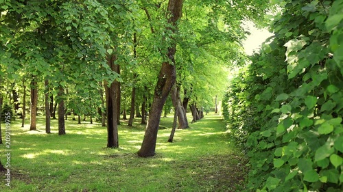A green, well-kept summer park.