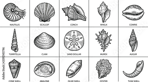 Vintage engraving collection of marine mollusk shells nautilus scallop conch and more