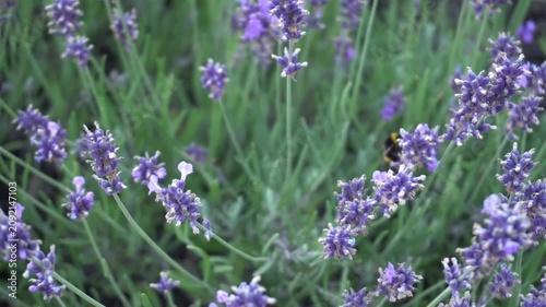 Flowering lavender bushes with lilac flowers pollinated by a large striped bumblebee in summer on a garden plantation as a concept of ecological cultivation of medicinal and cosmetic herbs independent