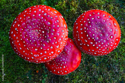 Obraz na płótnie An overhead view of red fly agaric mushrooms in moss in autumn forest
