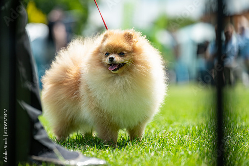 Tapety artystyczne Pies Szpic miniaturowy, pomeranian 