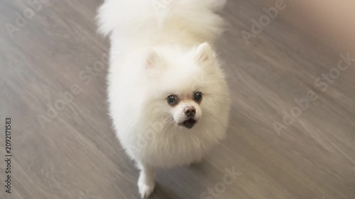 white spitz barks and spins showing talkative nature. excitable spitz guards territory with loud voice. vocal spitz demands attention through protective barking