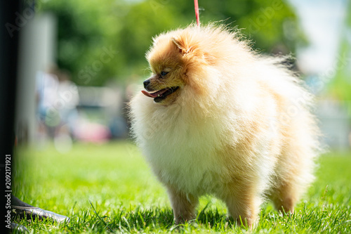 Tapety artystyczne Pies Szpic miniaturowy, pomeranian 