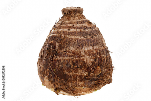 Fényképezés Single raw taro root vegetable with fibrous brown skin