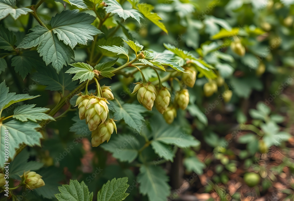 Obraz premium Close-up of hops cones growing on vine in nature