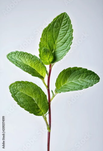 Fresh mint sprig with green...