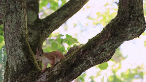 A squirrel on a tree in the forest.