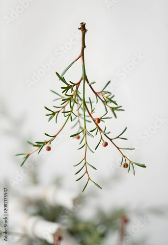 Close-up of mistletoe branc...
