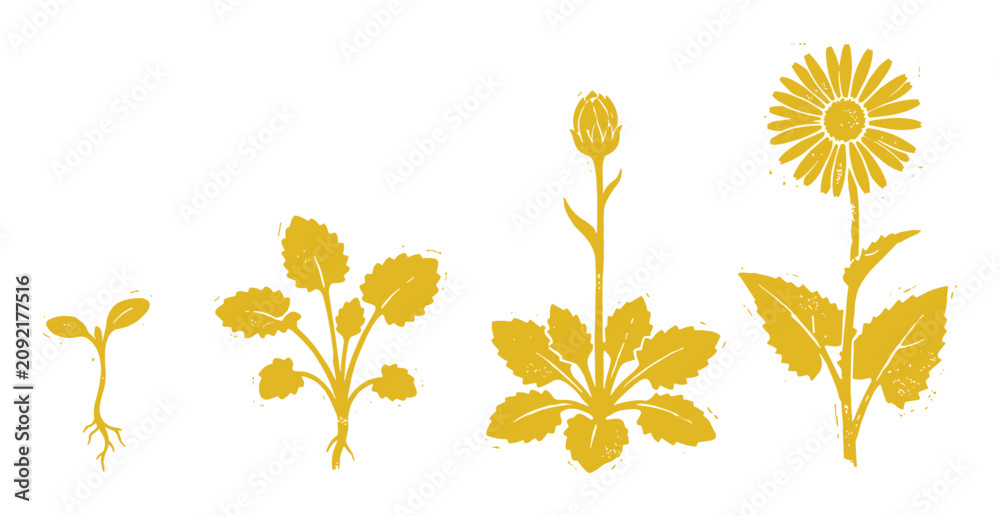 Obraz premium Yellow Doronicum plant growth stages illustration, silhouette design showing seed to flower life cycle for botany education