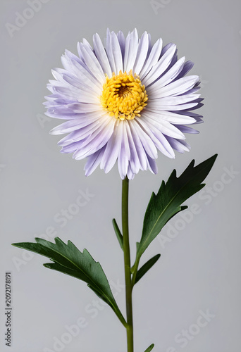 Single mature aster flower ...