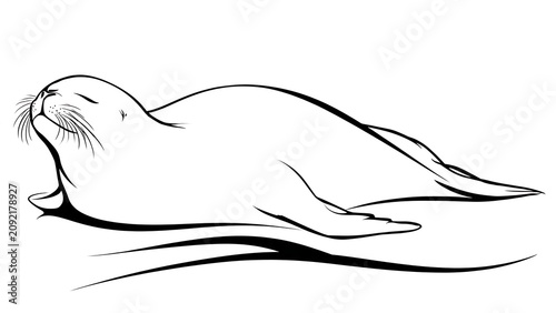 Resting sea lion illustration white background.