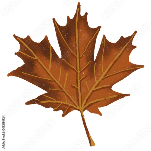 Hand Drawn Orange Maple Leaf Autumn Fall Botanical Illustration