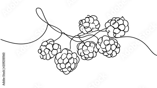 Blackberry branch sketch white background.