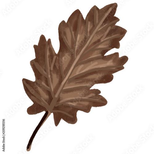 Hand Drawn Brown Oak Leaf Autumn Botanical Illustration