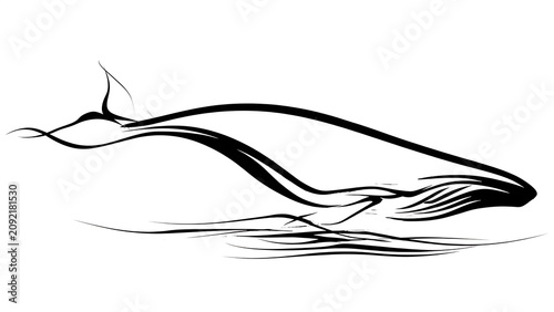 Minimalist whale line art illustration white background.