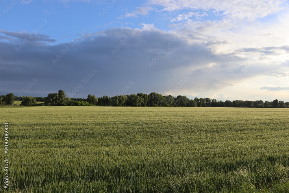 Obraz premium Green wheat field beneath dramatic spring sky with approaching rain clouds