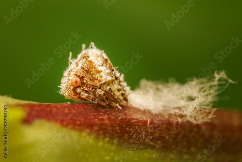 Really small Acanalonia sp. planthopper feeding on the sap of a plant in my garden on a summer afternoon