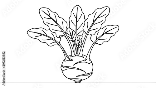 Illustrated turnip with leaves on white background.