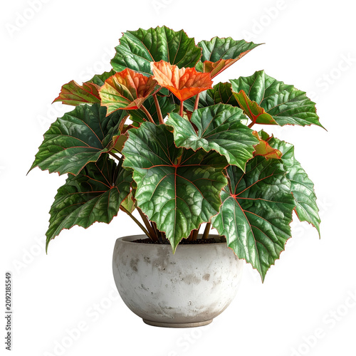 Potted Begonia Rex Plant with Textured Green and Orange Leaves on White
