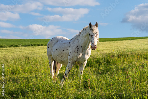 Obraz na plátně A Knabstrupper horse in a pasture