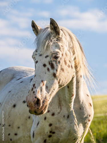 Photos Portrait of a Knabstrupper horse in a pasture