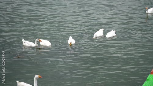 White Geese or Rajhans often seen at Bhojtal upper lake or Bada Talaab in Bhopal Madhya Pradesh 1
