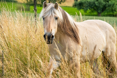 Принти на полотні A Norwegian Fjord horse in a pasture with very high grass