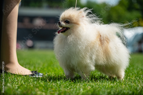 Tapety artystyczne Pies Szpic miniaturowy, pomeranian 