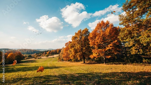 Vibrant autumn landscape showing golden trees and fallen leaves in forest under clear blue sky with fluffy white clouds scene.