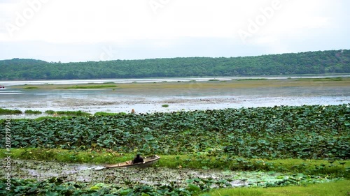 Lotus flowers at Bhojtal lake or Bada Talaab which was contructed by King Bhoj in Bhopal Madhya Pradesh