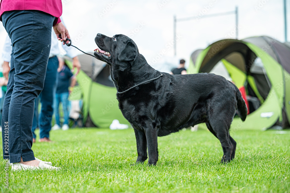 Obraz premium Pies Labrador retriever